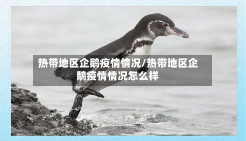 热带地区企鹅疫情情况/热带地区企鹅疫情情况怎么样-第2张图片