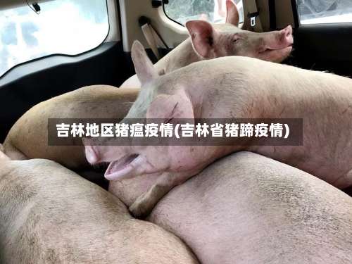 吉林地区猪瘟疫情(吉林省猪蹄疫情)-第1张图片