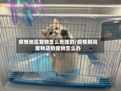 疫情地区宠物怎么处理的/疫情期间宠物店的宠物怎么办-第1张图片