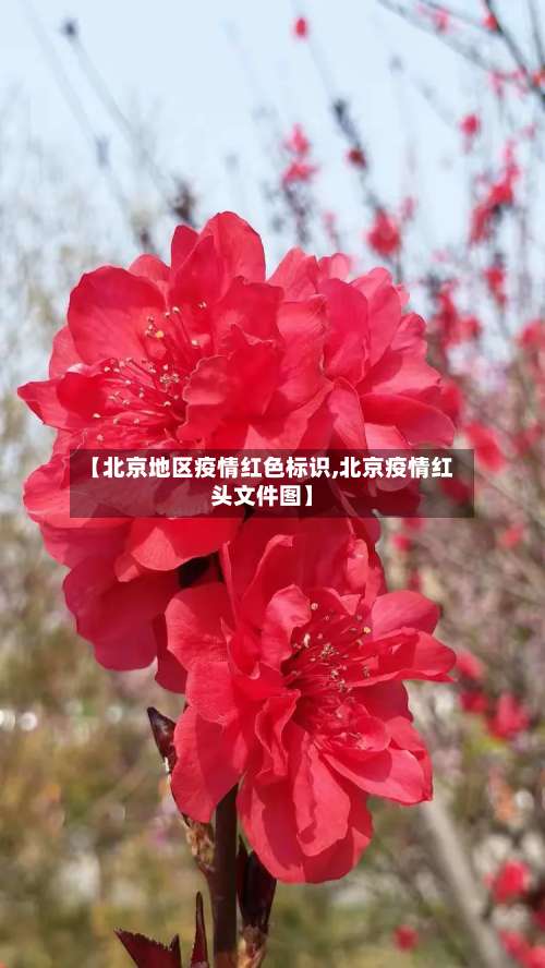 【北京地区疫情红色标识,北京疫情红头文件图】-第1张图片