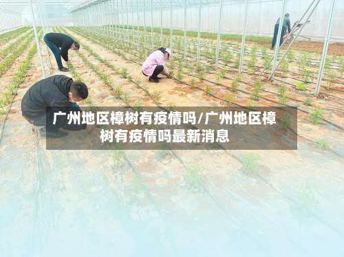 广州地区樟树有疫情吗/广州地区樟树有疫情吗最新消息-第2张图片